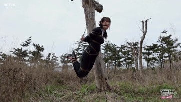 【半岛束艺台】【波雅】枯藤老树波鸦